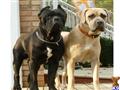 cane corso puppy posted by Jeff Sharp
